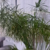 گل نخل مرداب اریکا شامادورا فیکوس سانسوریایوکا کاج