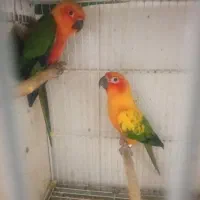 خورشیدی|پرنده|مشهد, محمدآباد|دیوار