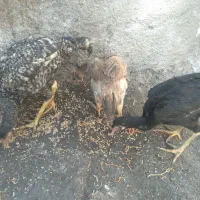 جوجه لاری اصیل|حیوانات مزرعه|مشهد, همت آباد|دیوار