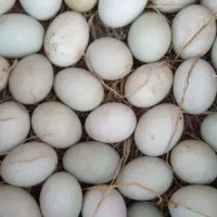 تخم غاز محلی