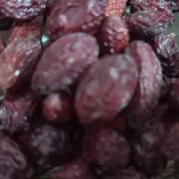 زغال اخته خشک و درست کرده آماده فوق العاده خوشمزه|خوردنی و آشامیدنی|رشت, پیرکلاچای|دیوار