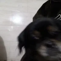 سگ خانگی|سگ|فردیس, قریشی|دیوار