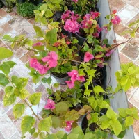 گل و گیاه.گل کاغذی