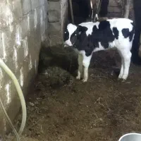 گوساله ۲ ماهه هلشتاین ماده