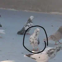 گمشده پشت دارنر