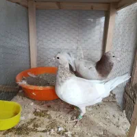 سار|پرنده|تربت‌حیدریه, داروپخش|دیوار