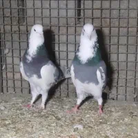 فروش کبوتر پرشی