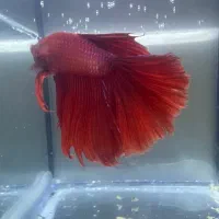 فروش آنلاین  فایتر