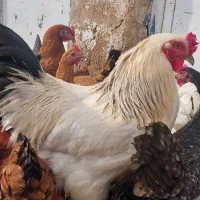 مرغ وخروس برهما .  جوان یازده ماهه