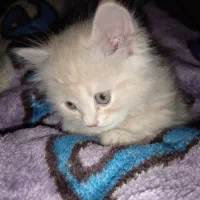 واگذاری گربه|گربه|کرمان, |دیوار