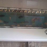 یازده ماهی اسکار یکجا