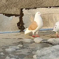 کبوتر|پرنده|بومهن, |دیوار