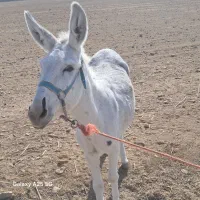 خر ماده گوسفندی خیلی هم اروم