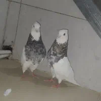 کبوتر