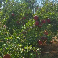 اجاره باغ انار|اجارهٔ دفتر صنعتی، کشاورزی، تجاری|دهاقان, |دیوار