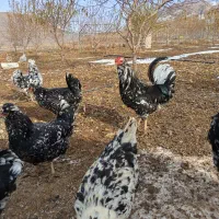 فروش مرغ و خروس گلین بدون پر رنگی|حیوانات مزرعه|فارسان, |دیوار