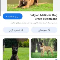 سگ مالیونز