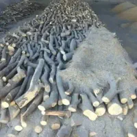 خریدار چوب به ۱۰۰تون نقدا