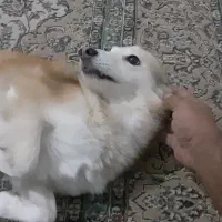 واگزاری سگ رایگان|سگ|کرج, گلشهر|دیوار