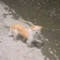 سگ شیتزو ماده|سگ|ماسال, |دیوار