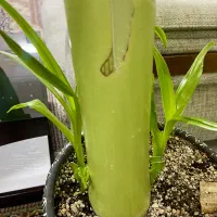 گل مناسب لابی یا کلینیک|گل و گیاه طبیعی|فردیس, طالقانی|دیوار