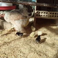 جوجه برهما لایت و امپراطور