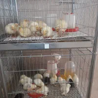 بوقلمون بیوتی 6