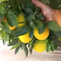 کود گیاهی و ارگانیک بر پایه کود مرغی|خدمات باغبانی و درختکاری|سنندج, |دیوار
