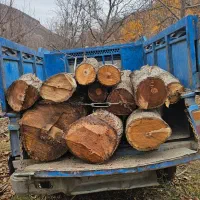 خرید چوب|خدمات باغبانی و درختکاری|مشهد, هفت تیر (آب و برق)|دیوار