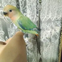 طوطی برزیلی هلویی یک ماه سالم فول دستی  دم‌چند رنگ