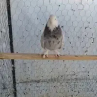 کبوترهما سرور