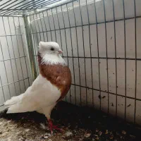 نر طوقی سرور مهر|پرنده|اردکان, |دیوار