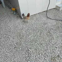 فروش مرغ و خروس محلی|حیوانات مزرعه|بندر دیر, |دیوار