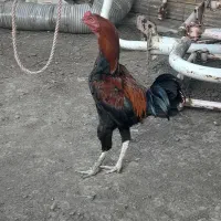 خروس‌لاری