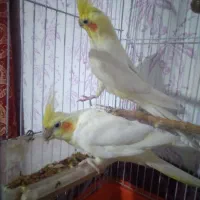 عروس هلندی نر ماده سالم