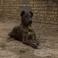 توله نگهبان درشت