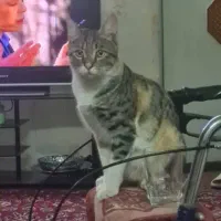 واگذاری گربه