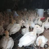 فروش جوجه بوقلمون بیوتی 6