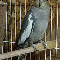 ی جفت عروس هلندی نر و ماده