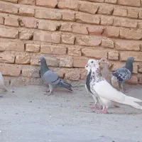 کفتر پلاکی|پرنده|فسا, |دیوار
