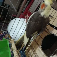 عروس هلندی ماده