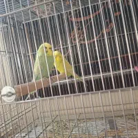 مرغ عشق انگلیسی اورجینال و ساده