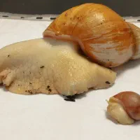 حلزون بالغ و تخم گذار|خزنده|پاکدشت, پاکدشت (مامازند)|دیوار