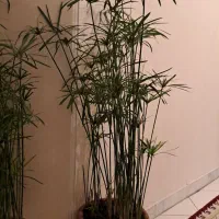 نخل مرداب|گل و گیاه طبیعی|تهران, قیطریه|دیوار