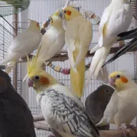 جوجه عروس هلندی فول رام و دستی