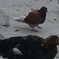 کبوتر‌فراریدادم
