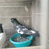 ساده، طوقی،زرد کرمونی، سار.|پرنده|مشهد, شهید قربانی|دیوار