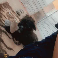 واگذاری سگ|سگ|اصفهان, طاحونه|دیوار