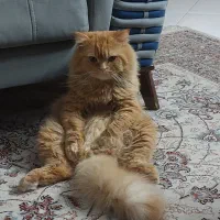 گربه پرشین نر