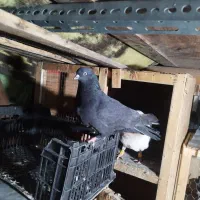 کبوتر تهرانی زاغ